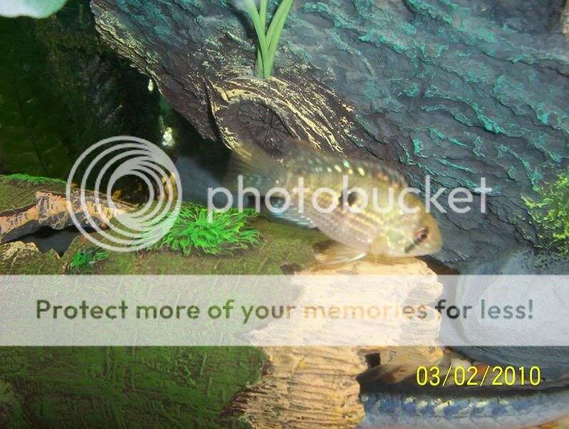 blueacara.jpg