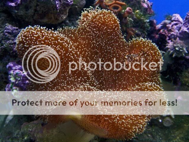 2009_0714Reef0097a.jpg