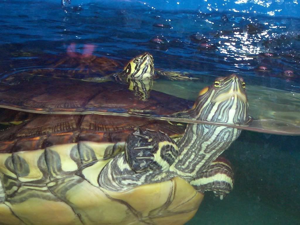 Turtles2.jpg
