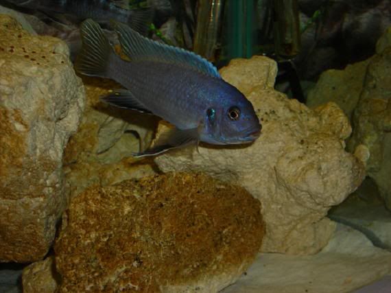 DSCN0807.jpg