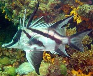 boarfish.jpg