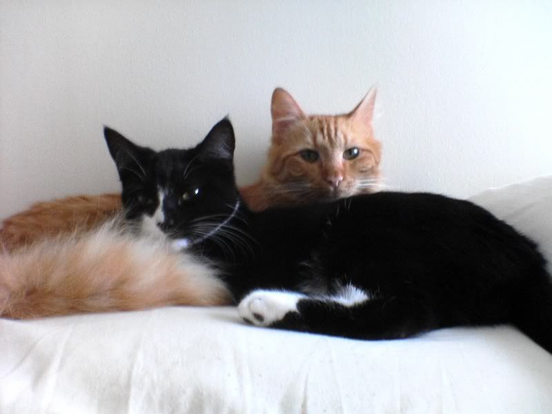 cats.jpg