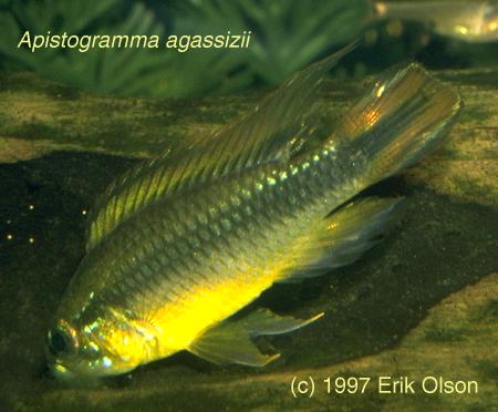 A-agassizii.jpg