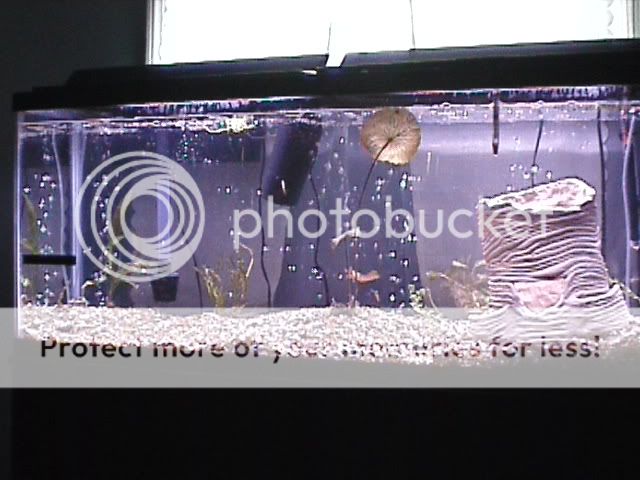memories2004.jpg