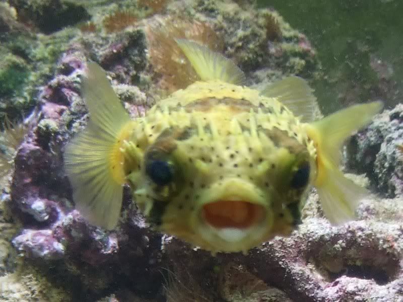 PufferShock.jpg