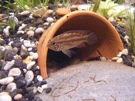 femalenannacaranon-breeding.jpg