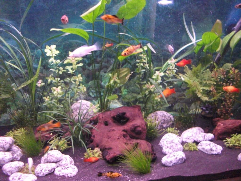 fishswimmingintheirnewhome.jpg