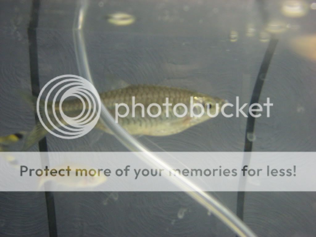 fish001.jpg