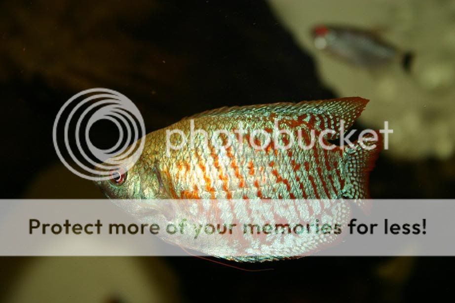 Gourami.jpg