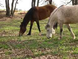 horses1.jpg