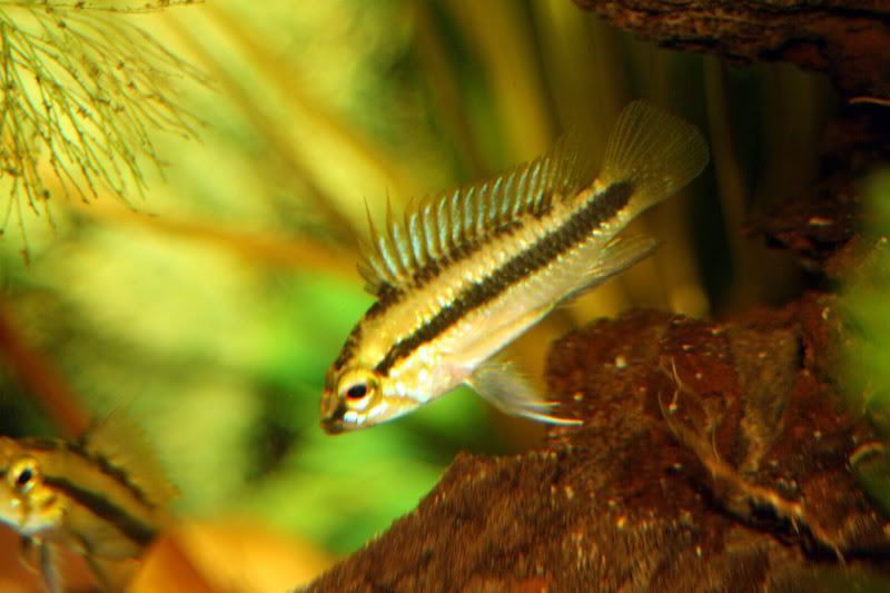 MaleTrifasciataIMG_0282.jpg