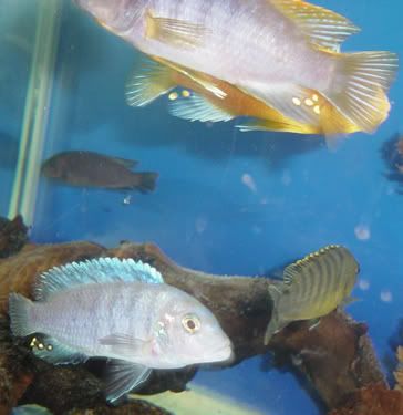 group_cichlids3.jpg