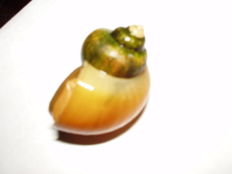 36495017.jpg