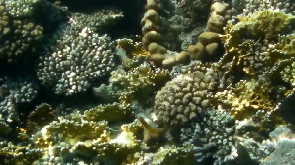 coral.jpg