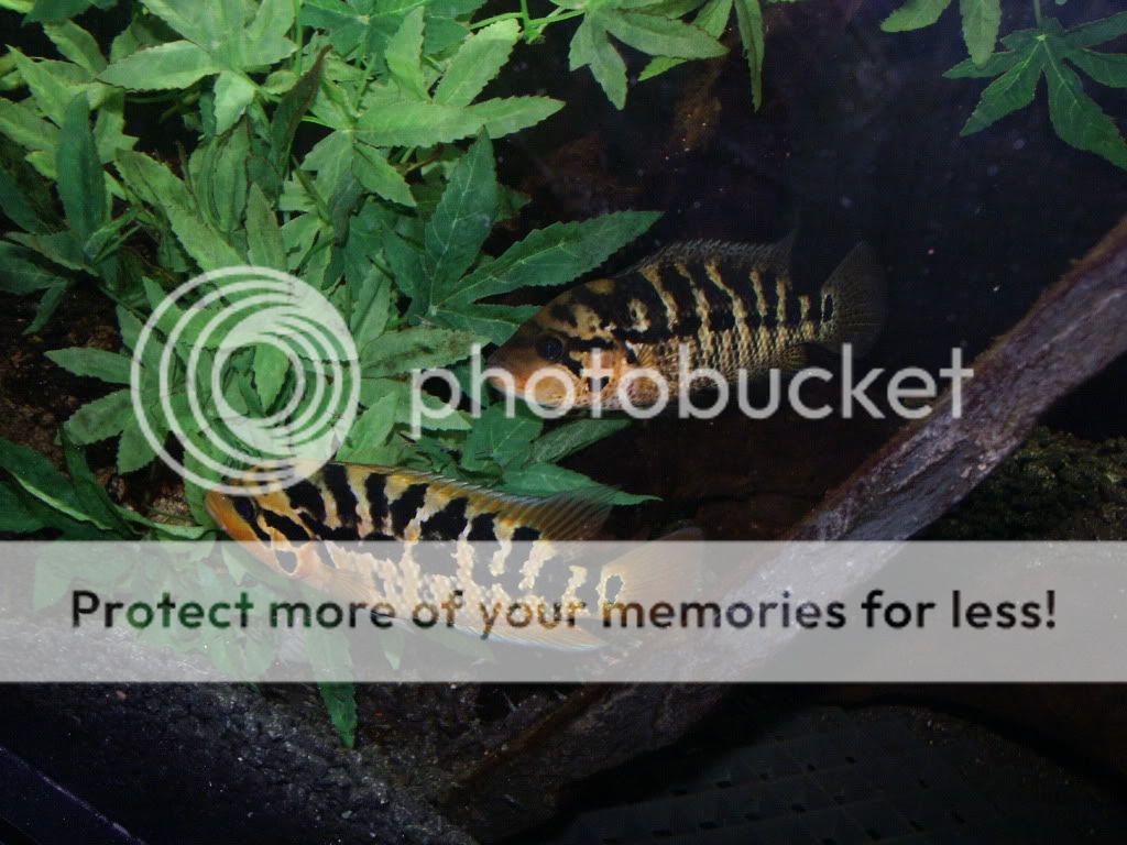 PICT0031.jpg
