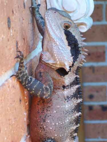 lizardwallcloseupweb.jpg