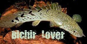 bichir.jpg