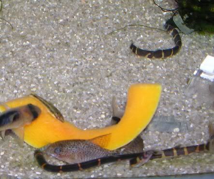 KhuliLoaches1.jpg