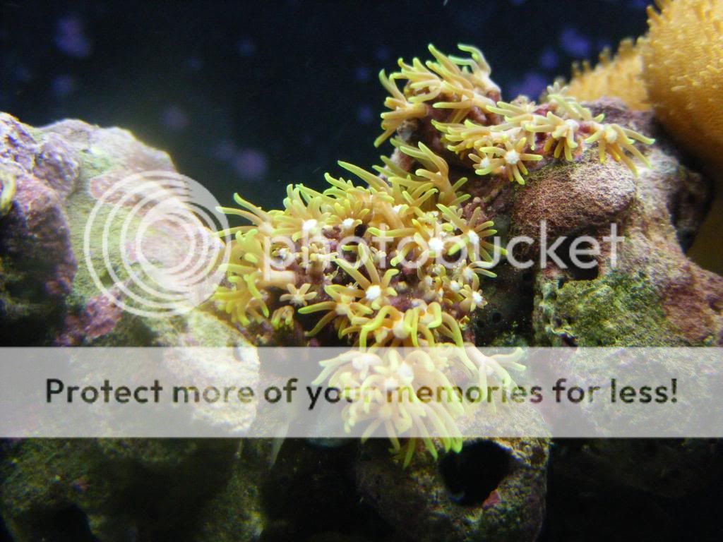 newfish021.jpg
