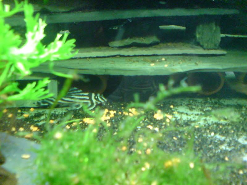 newpicsdecember003.jpg