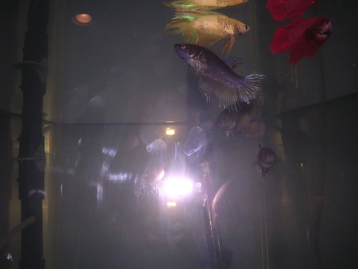 betta3.jpg