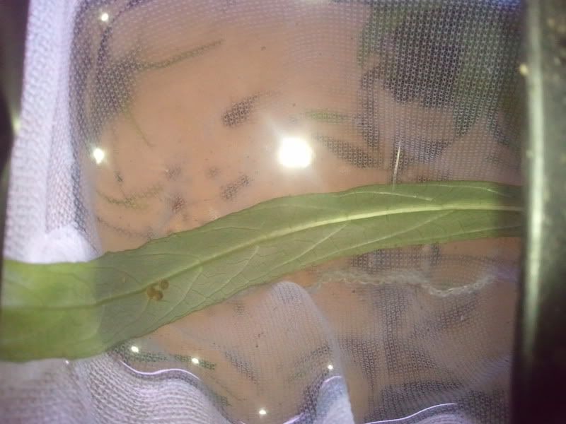 Photo0166.jpg