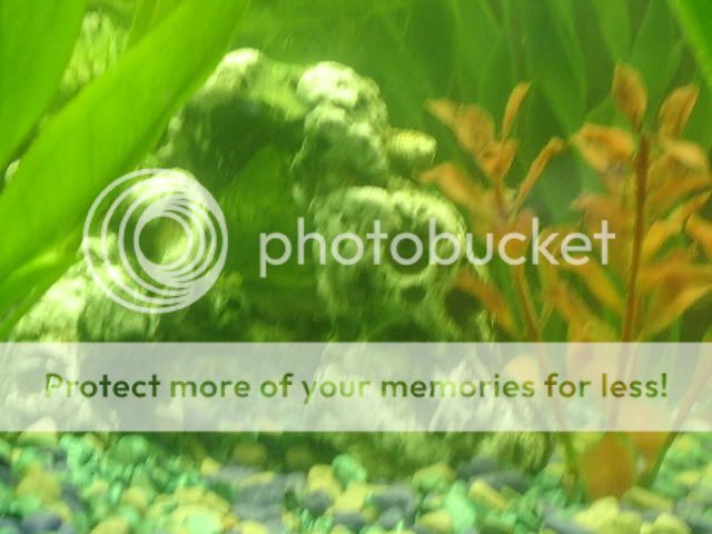 fishies005.jpg