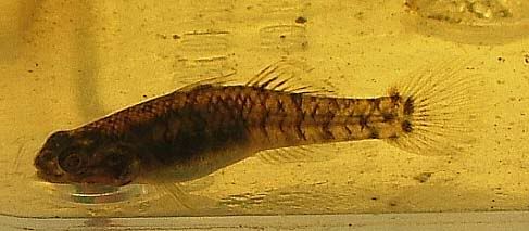 goby5-matang.jpg