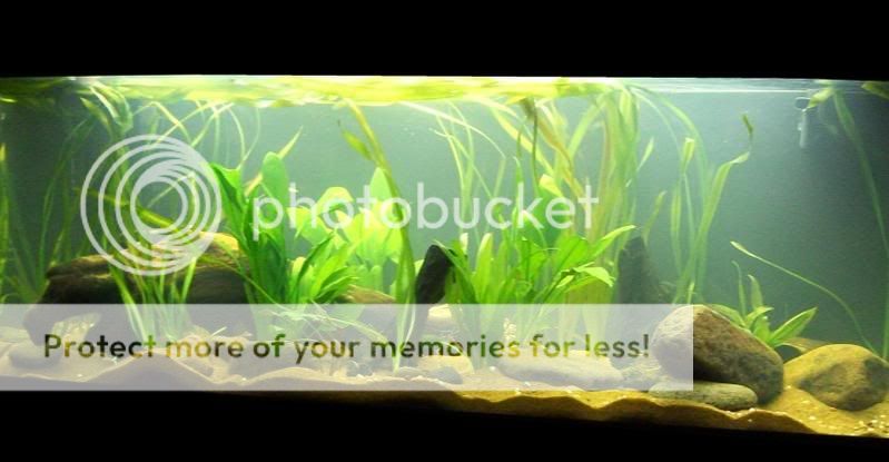 Tank4.jpg