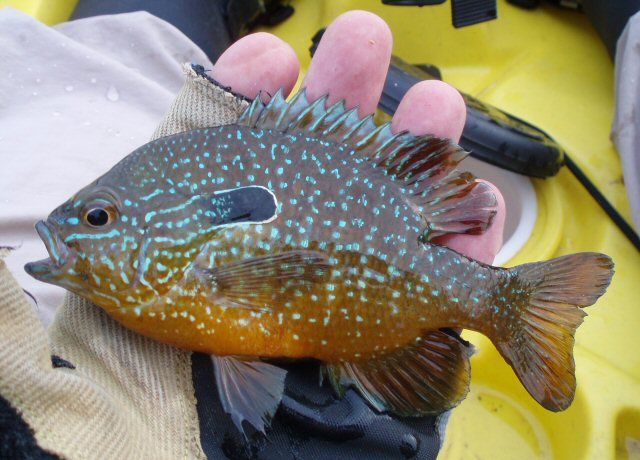 LongEaredSunfish.jpg