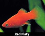 Red-Platy.gif