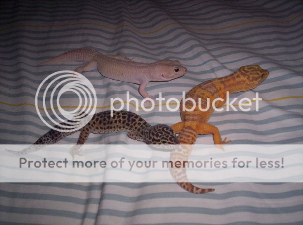 AllGeckos.jpg