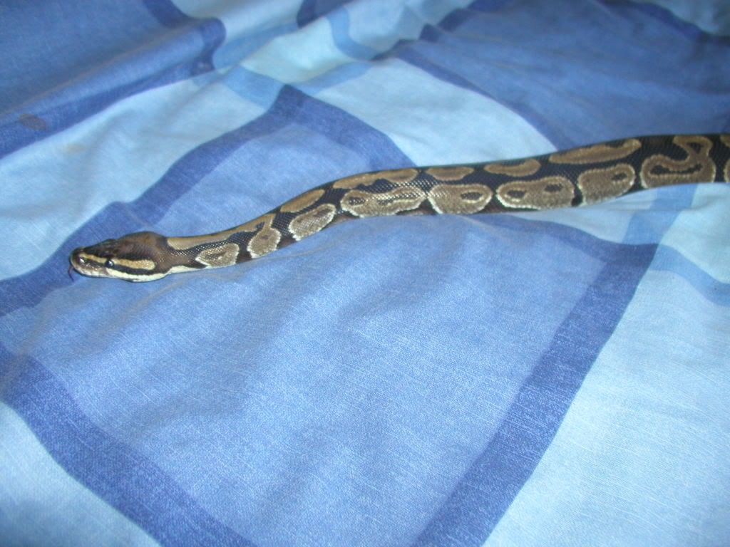 bed3.jpg
