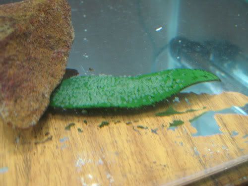 leafweggs.jpg