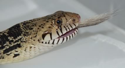 bullsnake3.jpg