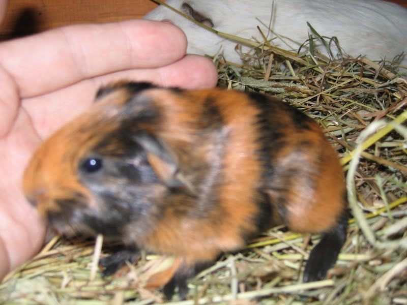 piggys016.jpg
