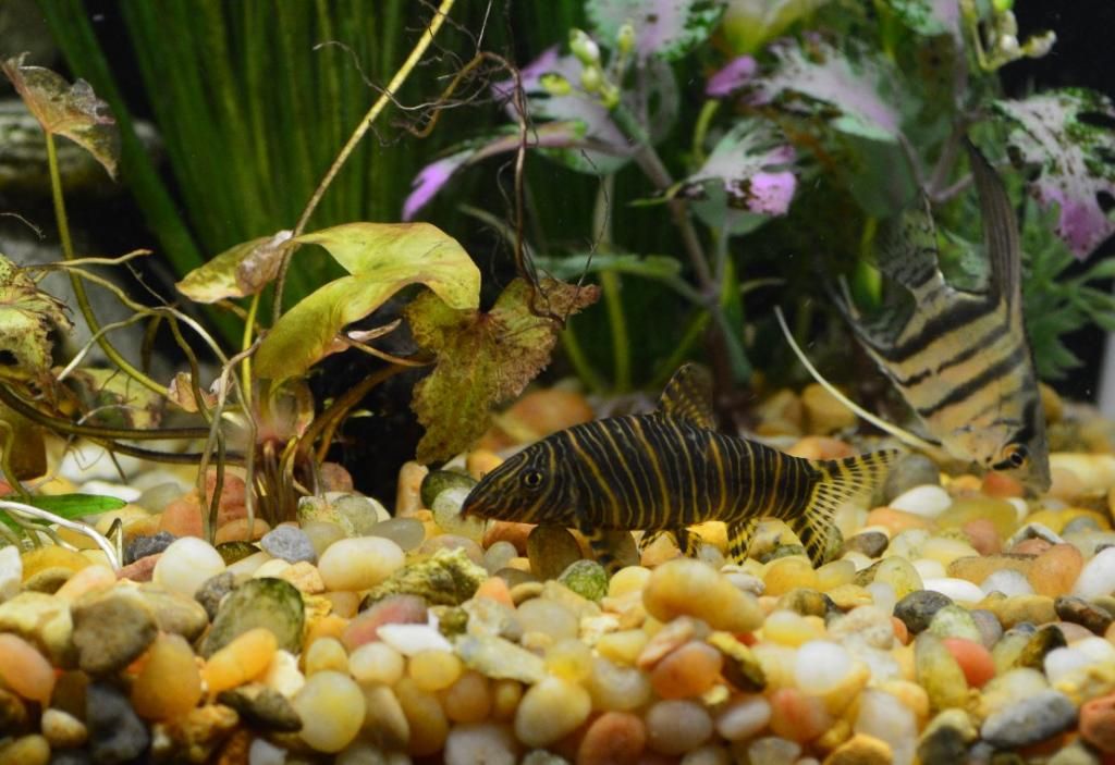 zebra_loach_zps22ead863.jpeg
