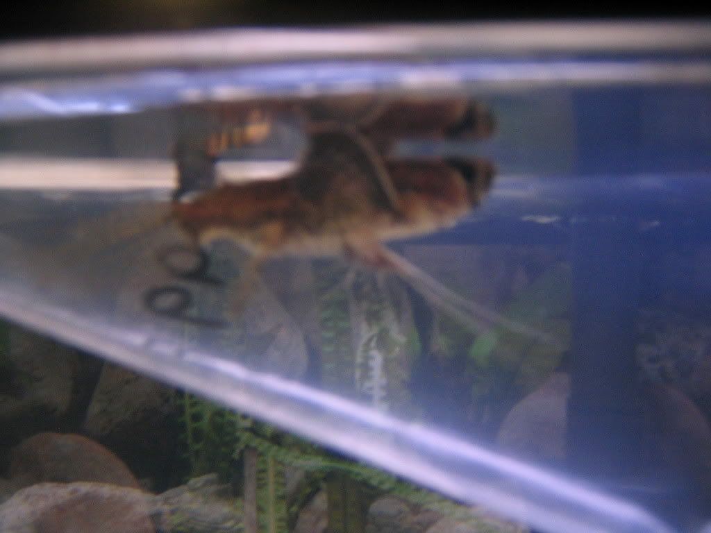 ABF005.jpg