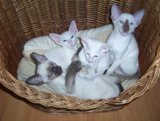 Kittensalepictures009.jpg
