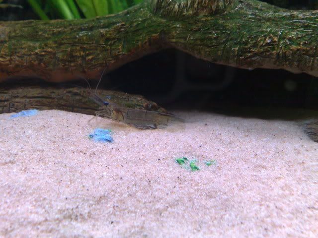 17012009086.jpg