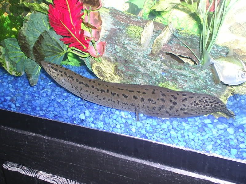aquariumpics040.jpg