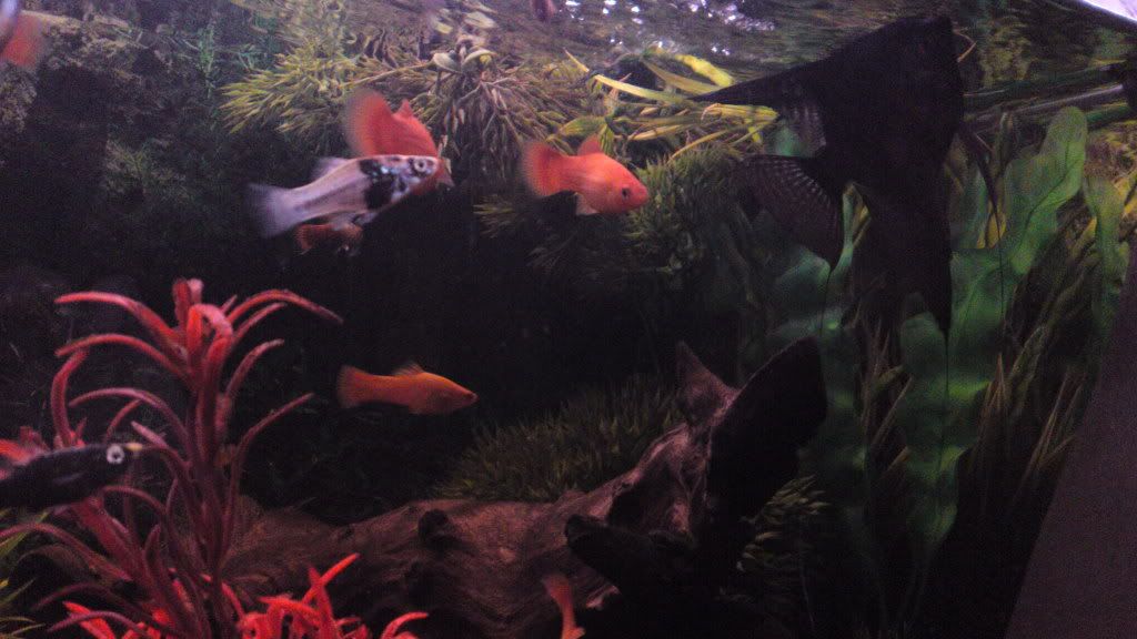 pic1017.jpg