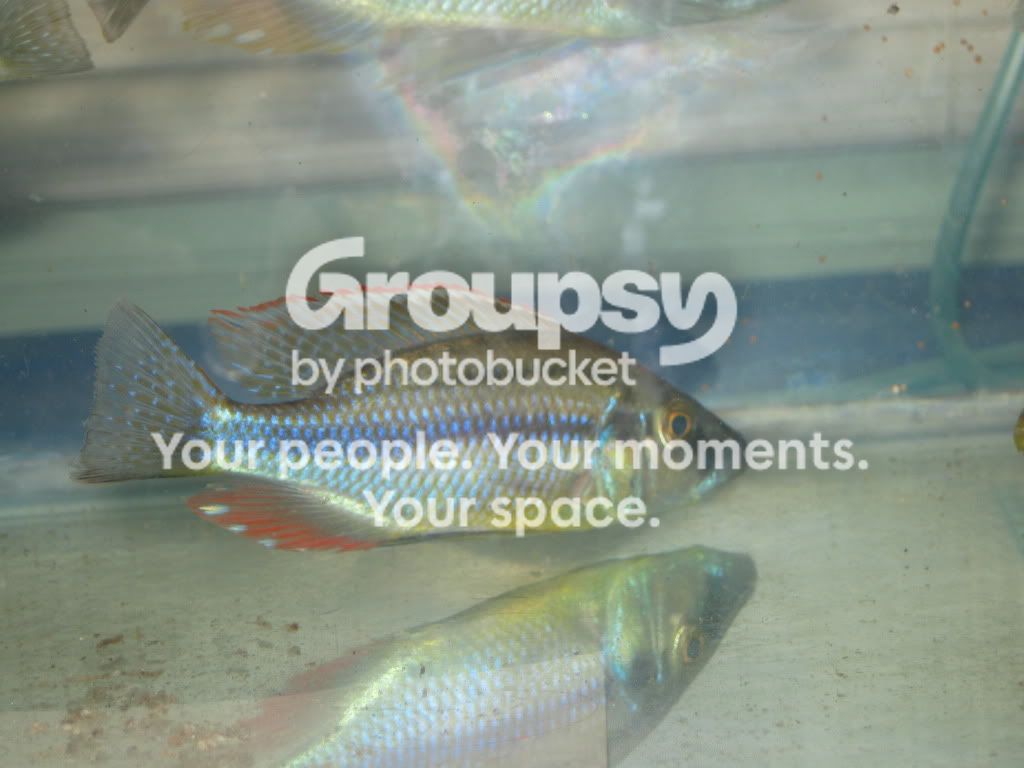 SpringFishExpo10042.jpg