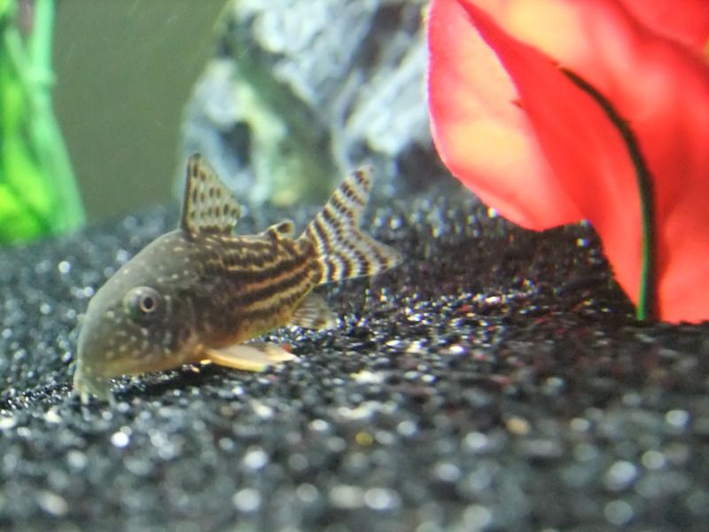 DSCF2616.jpg