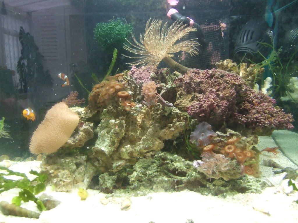MobytheGoby064.jpg