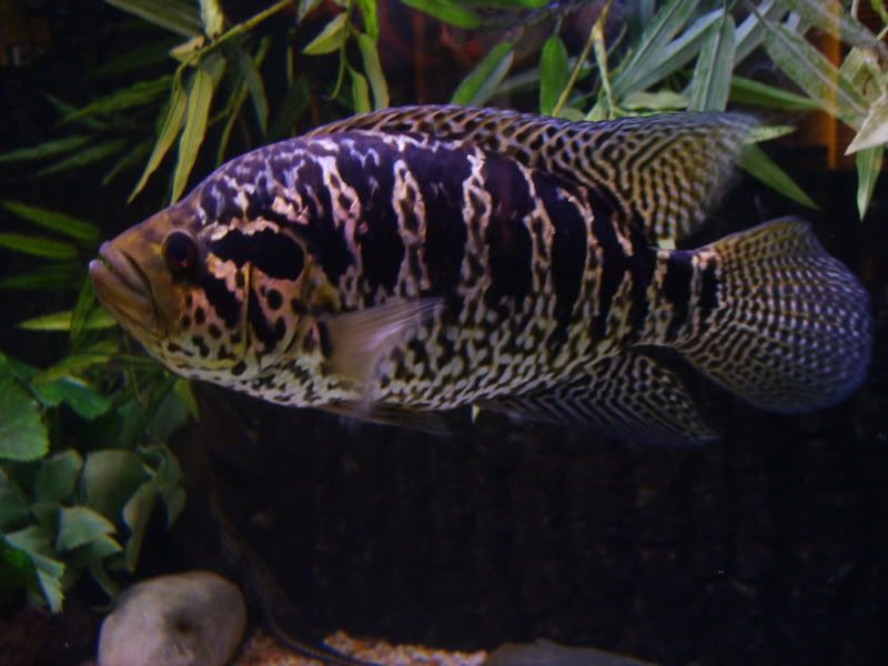 S5004218.jpg