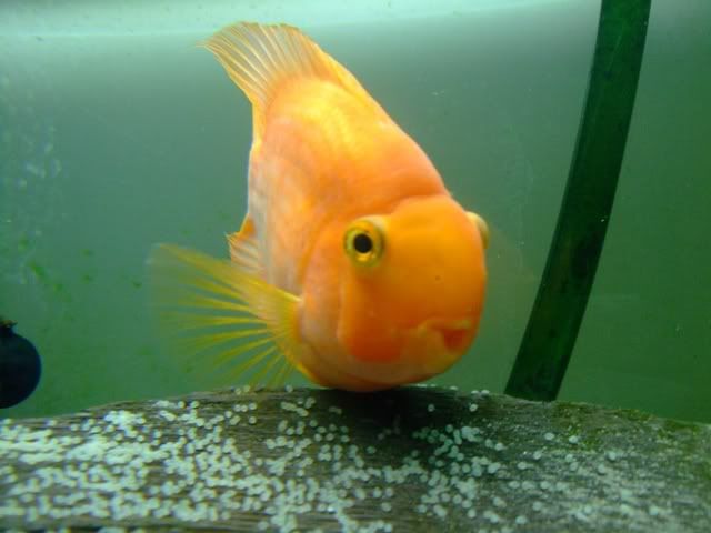 DSCF2505.jpg
