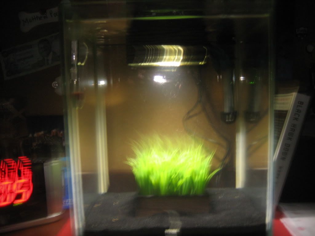 fish020.jpg