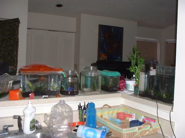 kitchenbettas.jpg