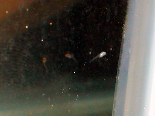 DSCN3417.jpg